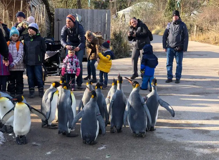 Penguins at Zoo Zurich
