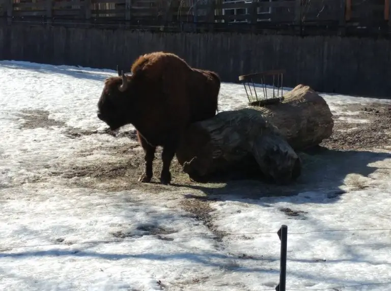 Bison at the zoo