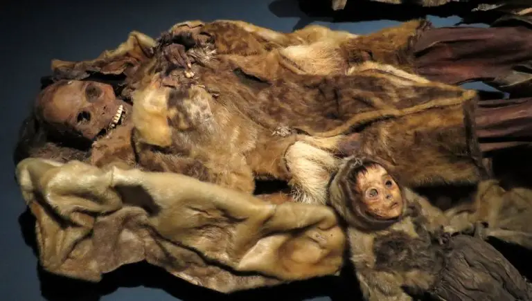 Mummies in the museum
