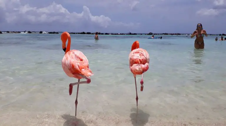 Pink flamingos on the beach