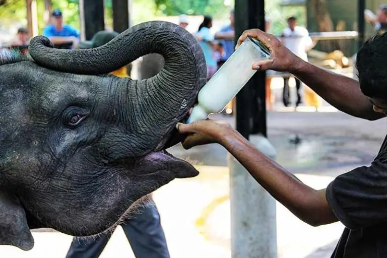 Milk feeding elephants