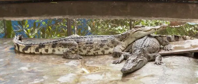 Crocodiles at the zoo