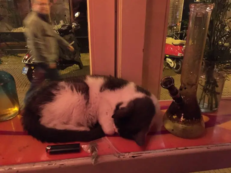Rastaman Cat in De Dampkring
