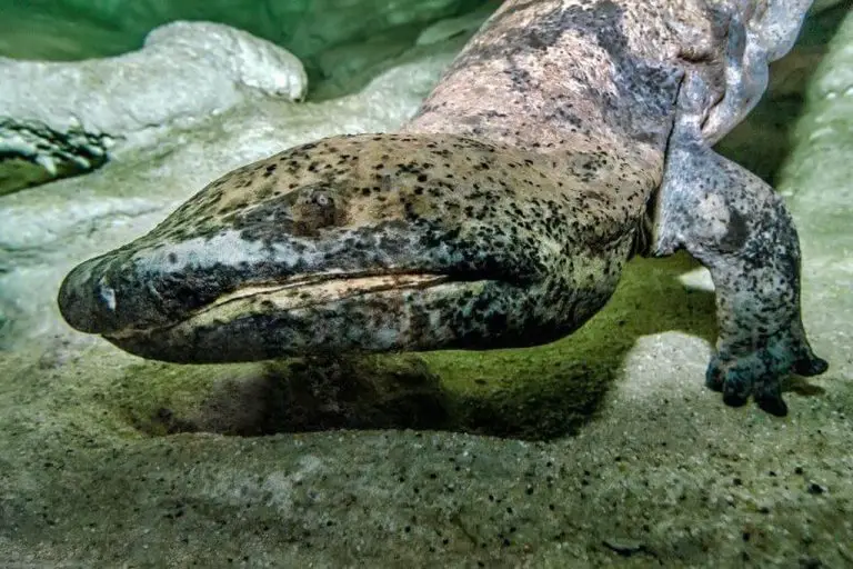 Salamander in the zoo