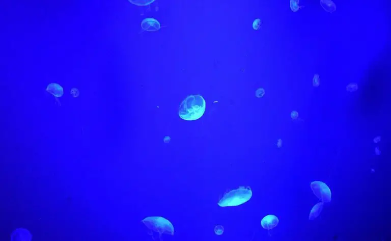 "Sea jellyfish"