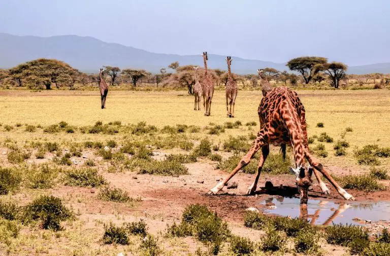 Giraffes in Serengeti National Park