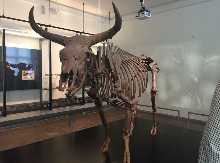 Skeleton at the National Museum of Denmark