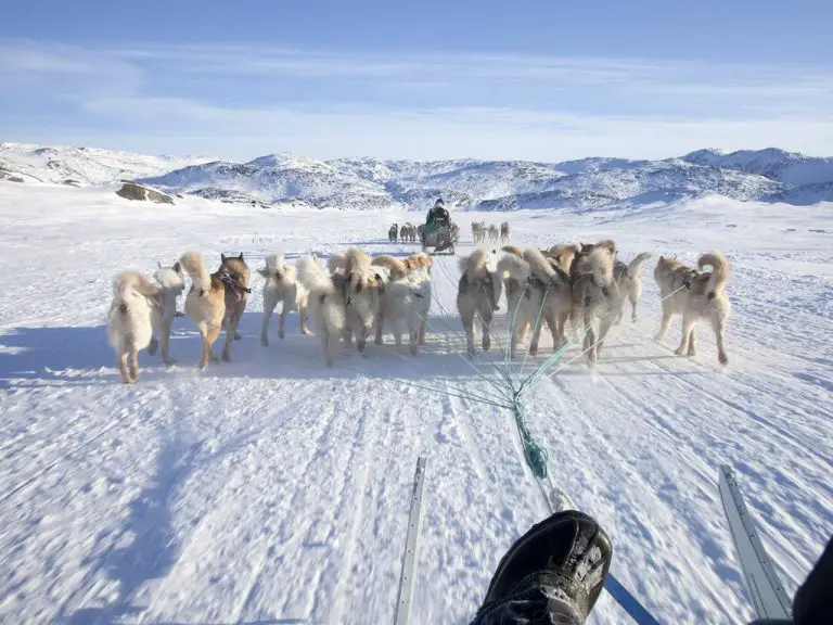 Sledding with sled dogs