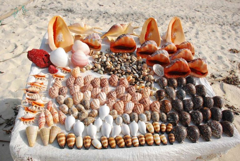 Souvenir shells