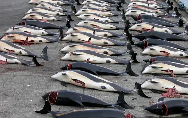 Dolphin slaughter statistics in the Faroe Islands