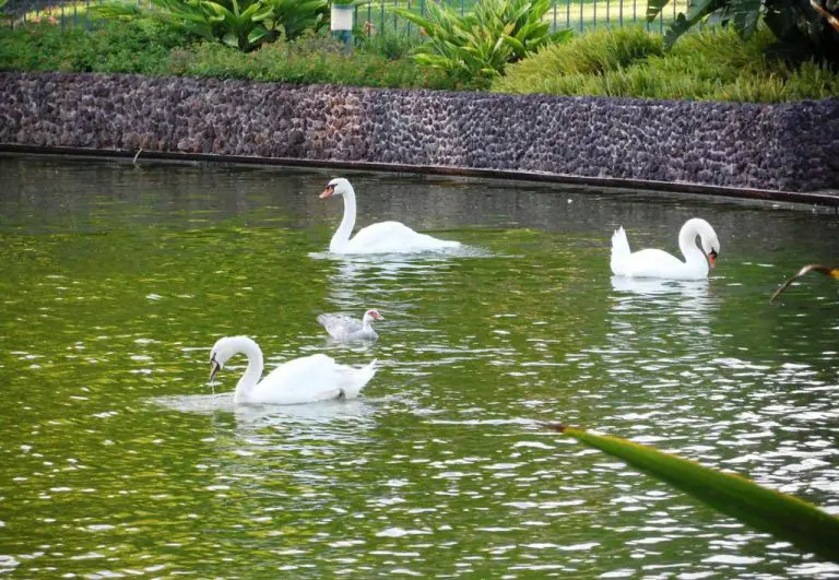 Ducks and swans