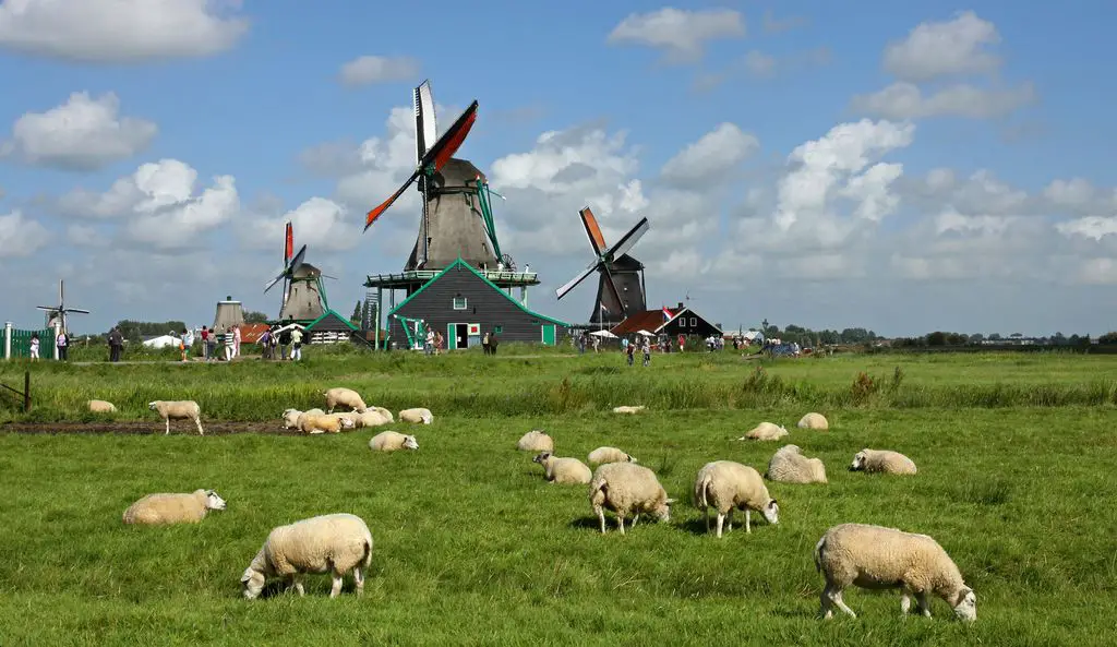 Tourist's guide to Zaandam and Zaanse Schans: windmills near Amsterdam