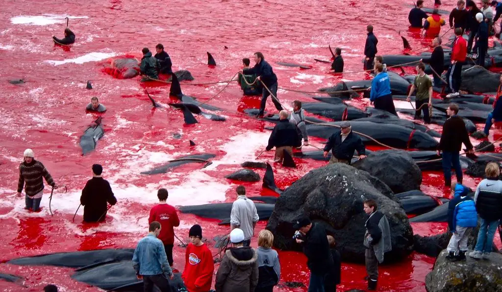 The killing of black dolphins on Faroe Islands - why and how does this happen?