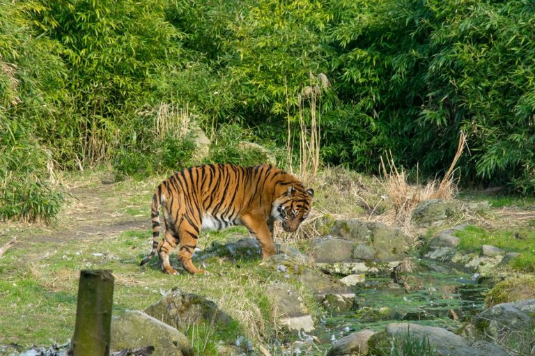 Tiger at Rotterdam Zoo