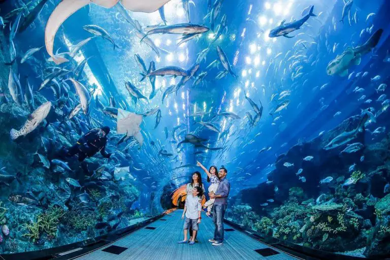Transparent Aquarium Tunnel