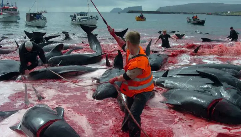 Whaling in Denmark
