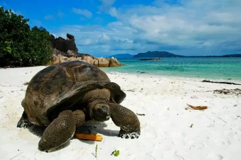 Turtle on Huong Island
