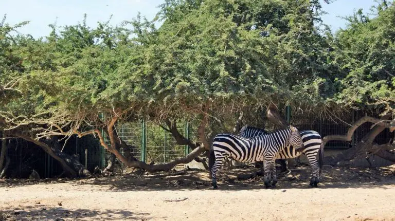 Zebras in the park