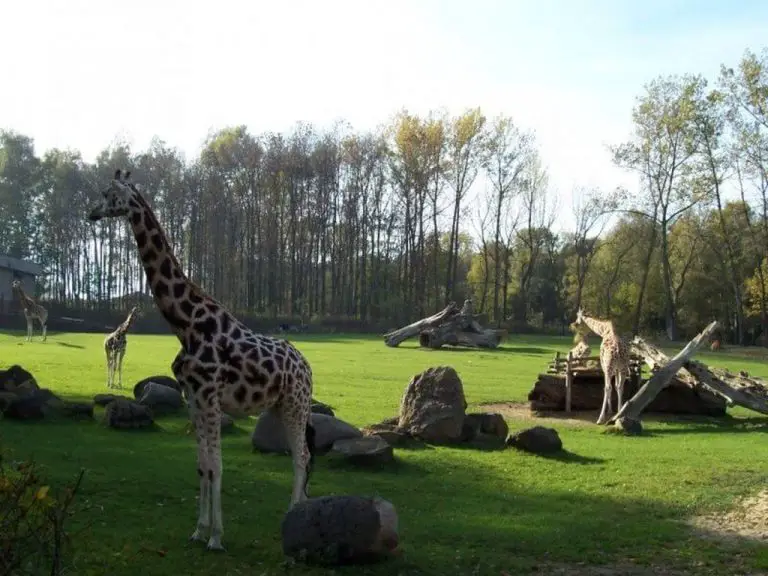 Animals at Ostrava Zoo