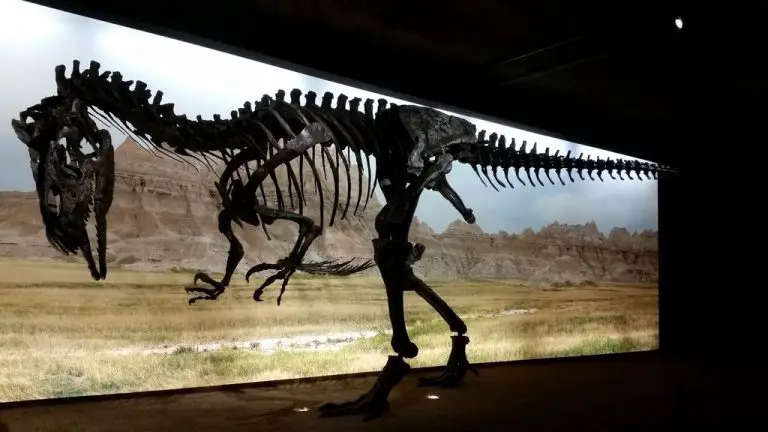 Dinosaur skeleton at Museum d'Histoire naturelle