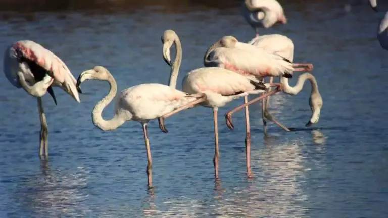 Flamingos in the Algarve Natural Park
