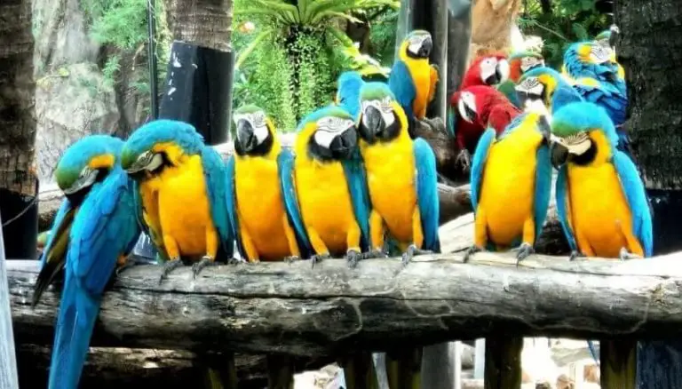 Parrots in a safari park