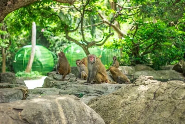 Monkeys in Erawan Park