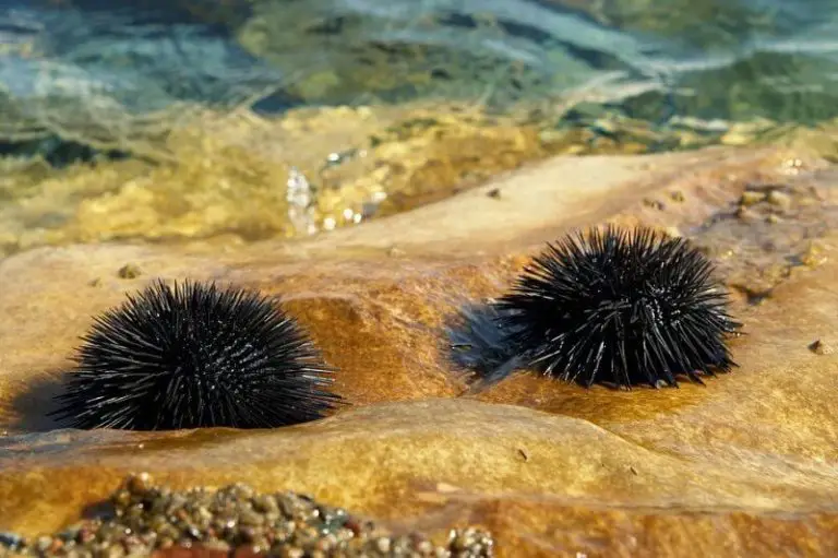 Sea urchins in the bay