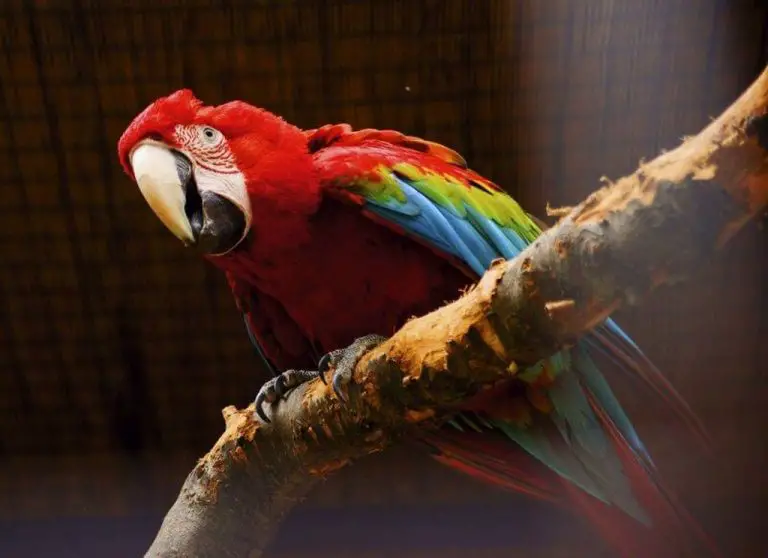 Parrot in the zoo