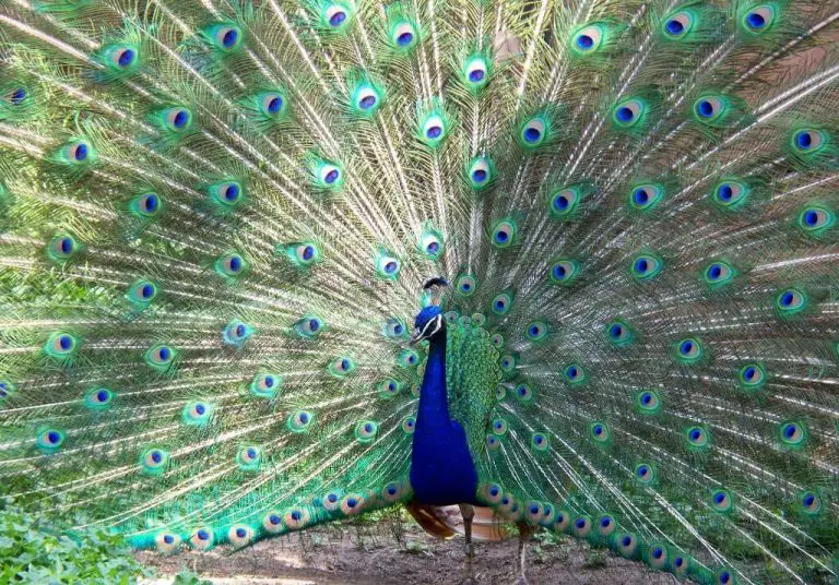 Peacock at Dubensky Zoo
