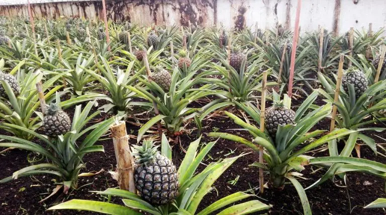 Pineapple plantations