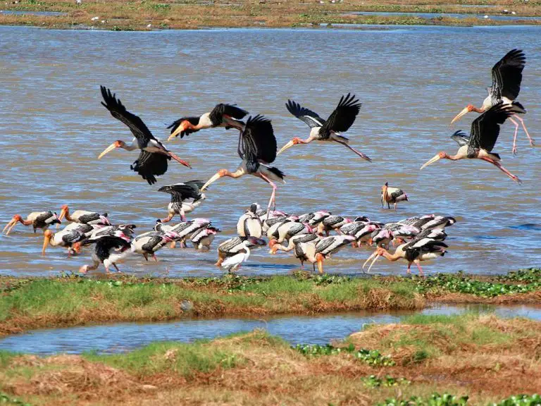 Birds on the reservoir of Minneria Park