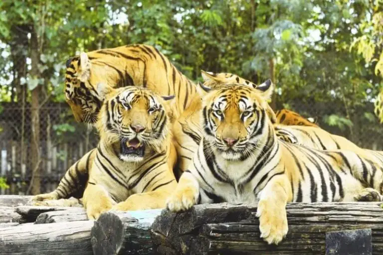 Tigers in safari park