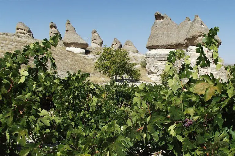 Vineyard in Cappadocia