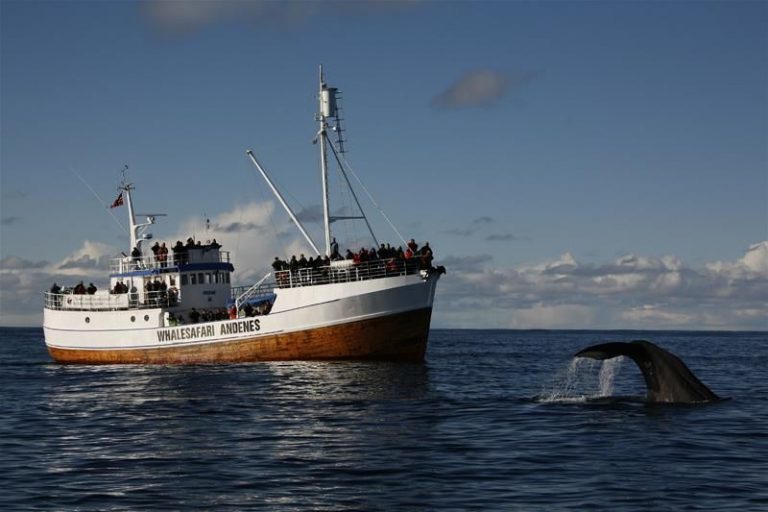 Whale safari in Lofoten