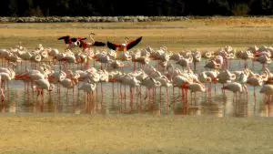 Flamingo Nature Reserve in Dubai