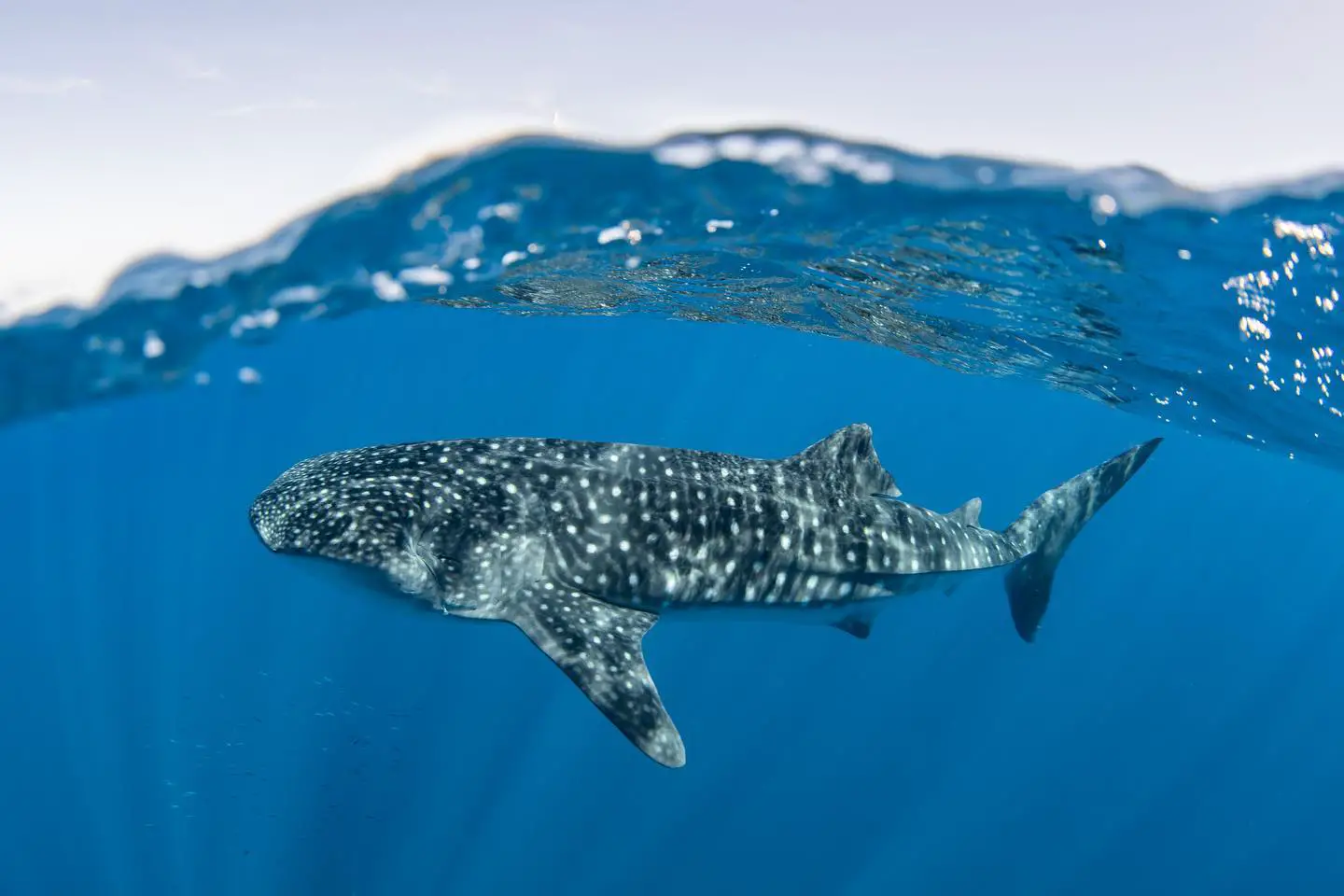 whale-shark-zanzibar