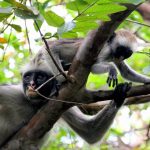 Is it Worth Visiting Jozani Forest in Zanzibar?